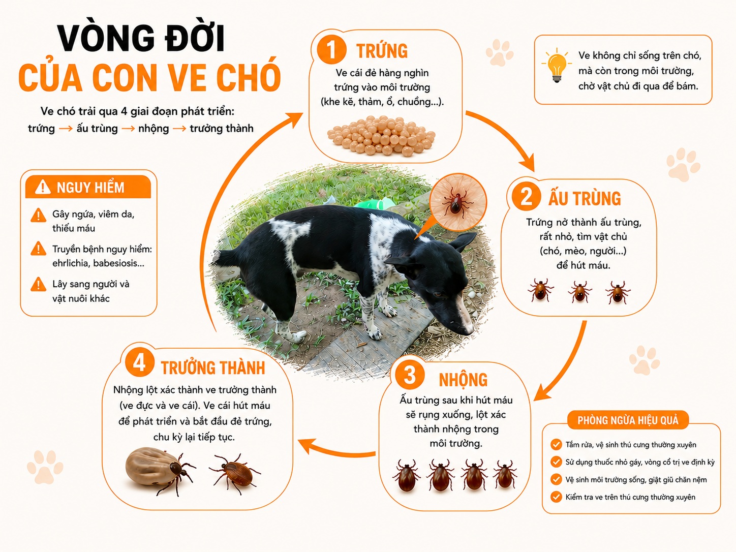 Vòng đời của ve chó và bọ chét ẩn nấp ngoài môi trường