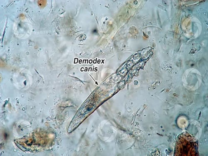 Bác sĩ thú y Nguyễn Thành Trung cạo da sâu soi kính hiển vi chẩn đoán điều trị ghẻ demodex cho chó tại Phú Quốc