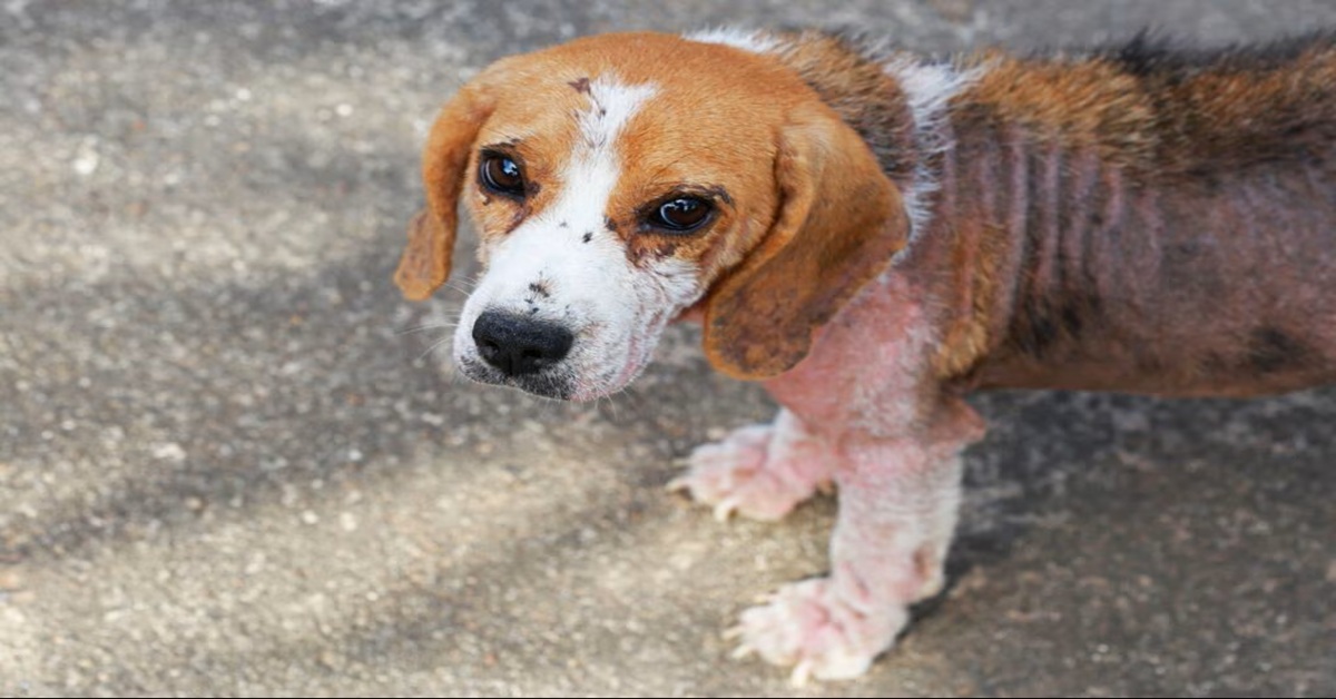 Nguy cơ bùng phát bệnh demodex ghẻ xà mâu ở chó do suy giảm đề kháng da tại phú quốc