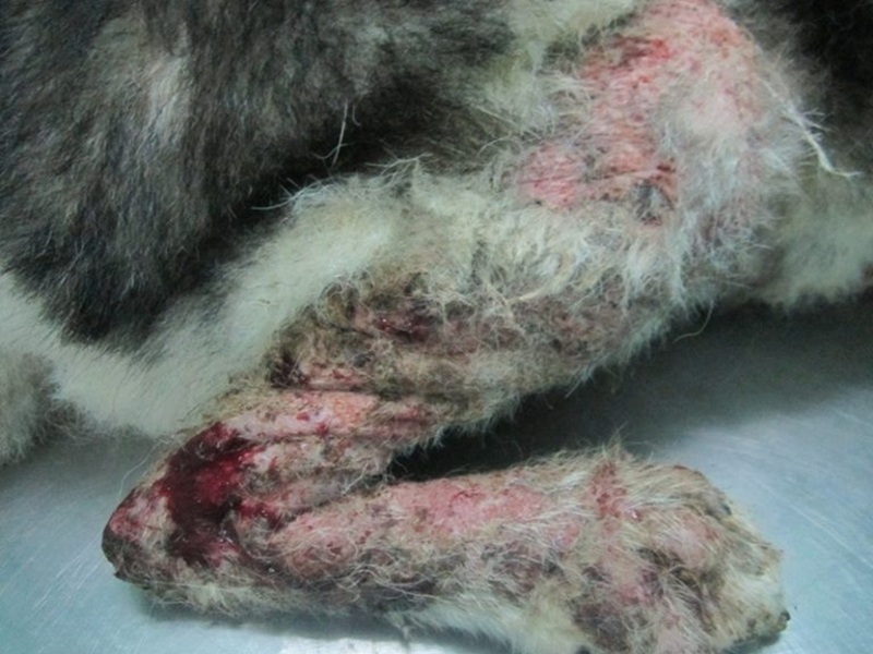 Triệu chứng chó bị ghẻ demodex gây rụng lông quanh mắt mõm và viêm da mủ toàn thân