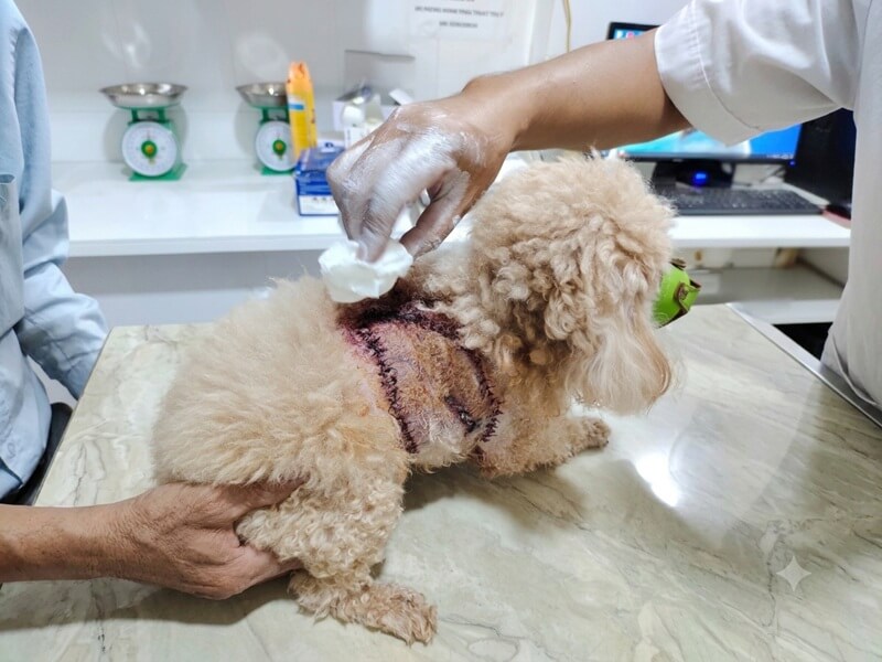 Phau thuat cat loc va khau tham my vet thuong rach da cho cho meo tai Phu Quoc