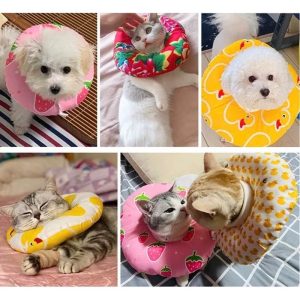 Vòng cổ loa chống liếm bảo vệ vết thương hậu phẫu cho thỏ chó mèo Bee Store chính hãng